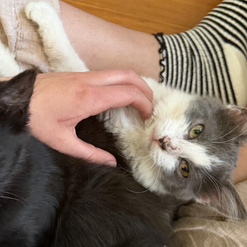 Enlarge Elvi, a Adoptable Domestic Short Hair in Wichita, KS image 5/5