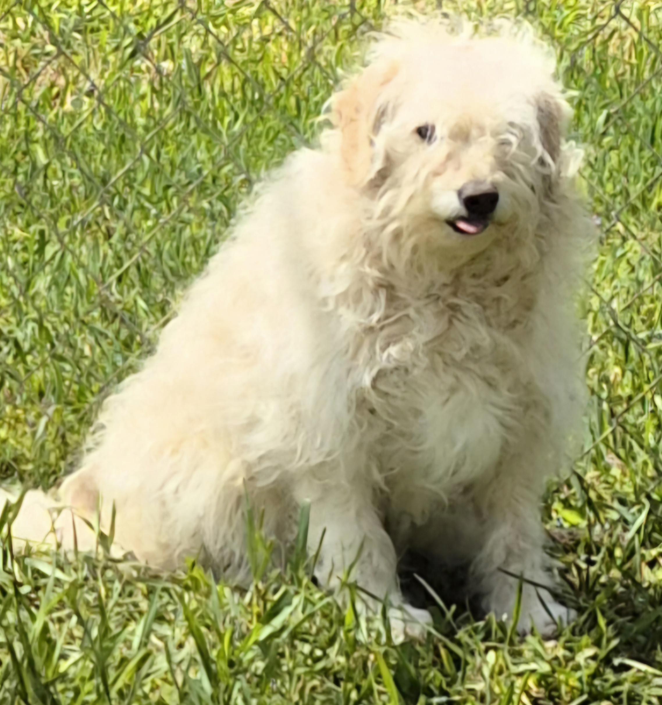 Enlarge CARLEY, a Adoptable Goldendoodle in Sardinia, OH image 5/6