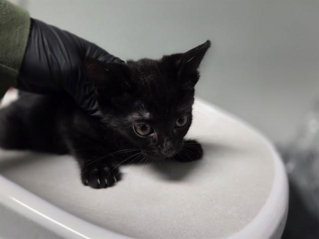 PAX, Adoptable, Kitten Female Domestic Short Hair.
