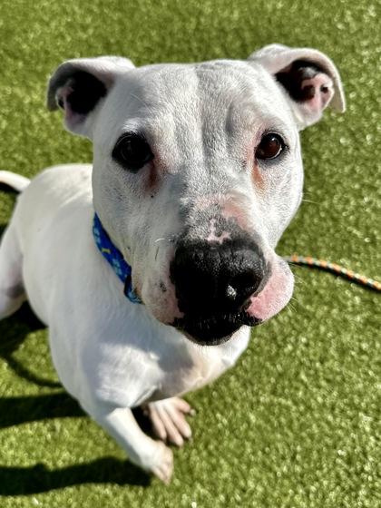 Enlarge Wanikya, a Adoptable mixed breed in Wichita, KS image 3/5