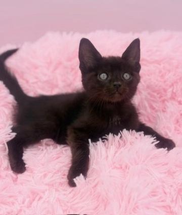 Bulbasaur, a Adoptable Domestic Short Hair in Covington, LA image 4/4
