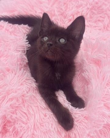 Bulbasaur, Adoptable, Kitten Male Domestic Short Hair.