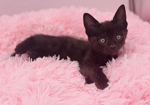 Bulbasaur, a Adoptable Domestic Short Hair in Covington, LA image 2/4
