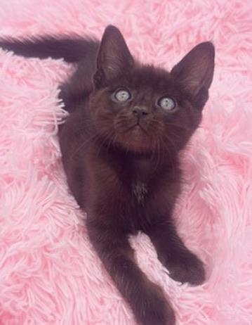 Bulbasaur, a Adoptable Domestic Short Hair in Covington, LA image 3/4
