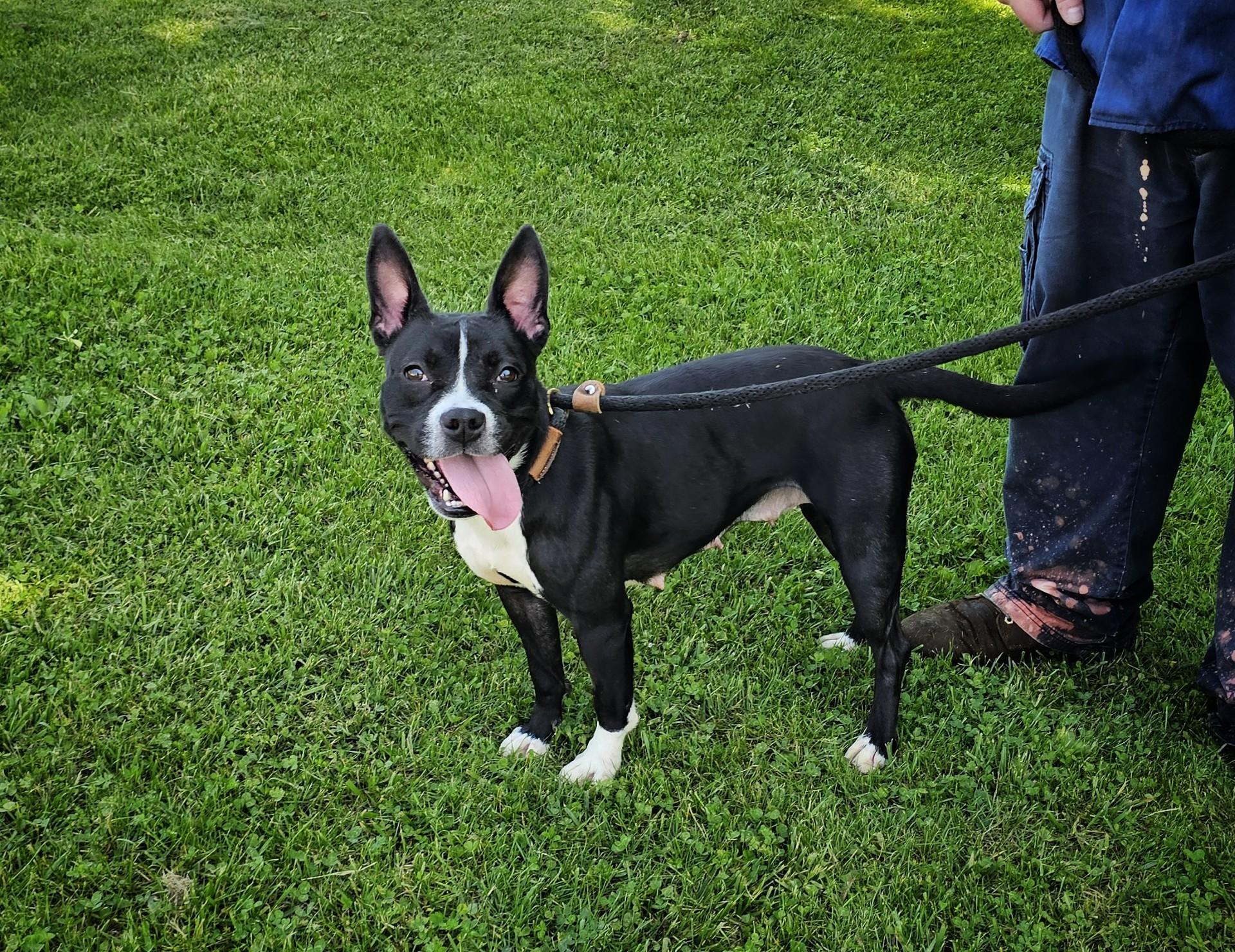 Cricket, a ADOPTABLE mixed breed in Bay City, MI image 3/3