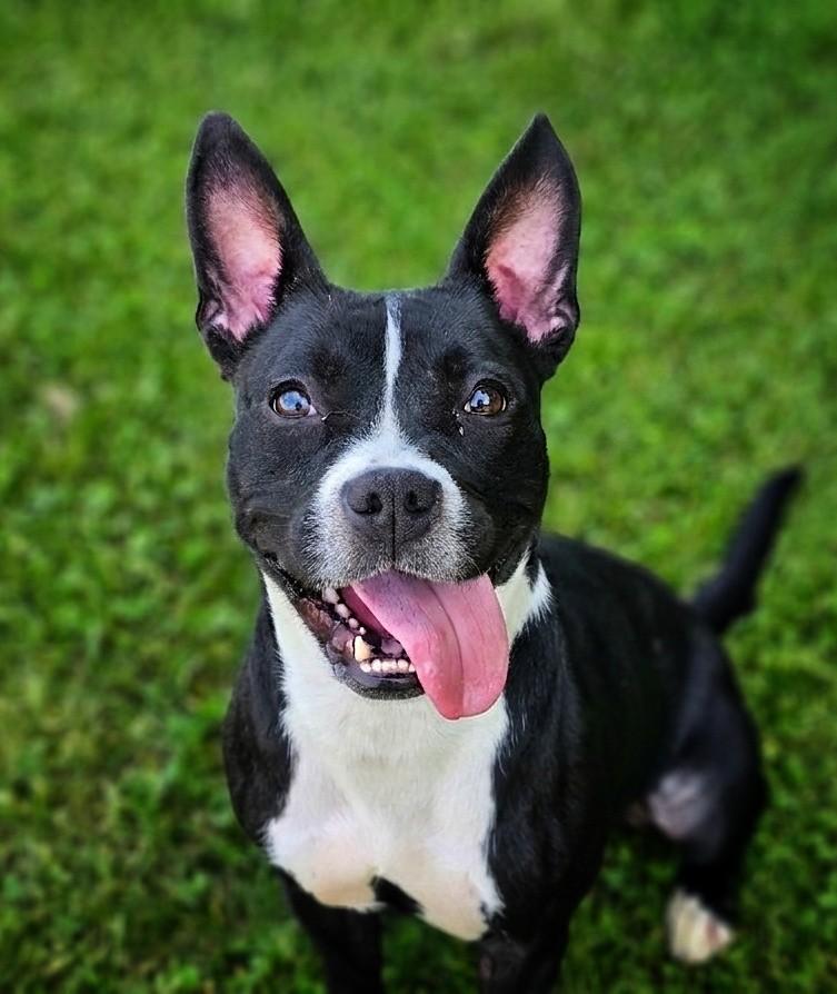 Cricket, a ADOPTABLE mixed breed in Bay City, MI image 2/3