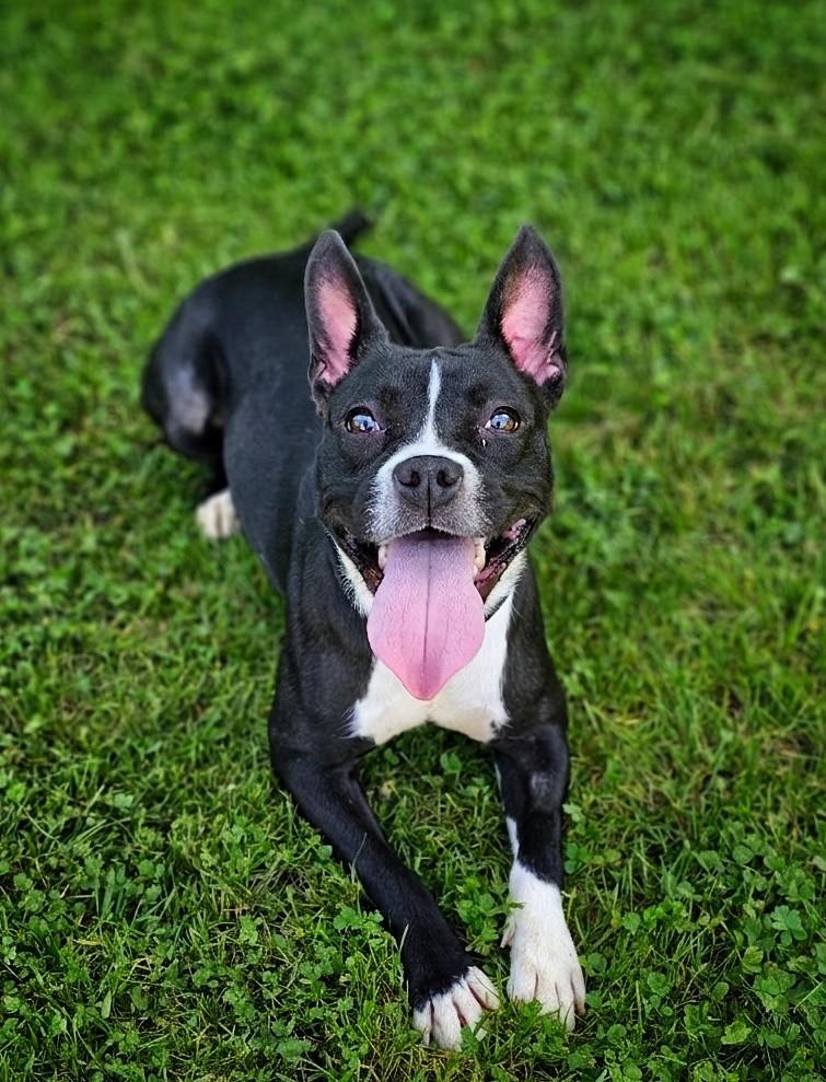 Cricket, a ADOPTABLE mixed breed in Bay City, MI image 1/3