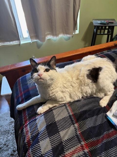 KITTY, Senior Female unknown