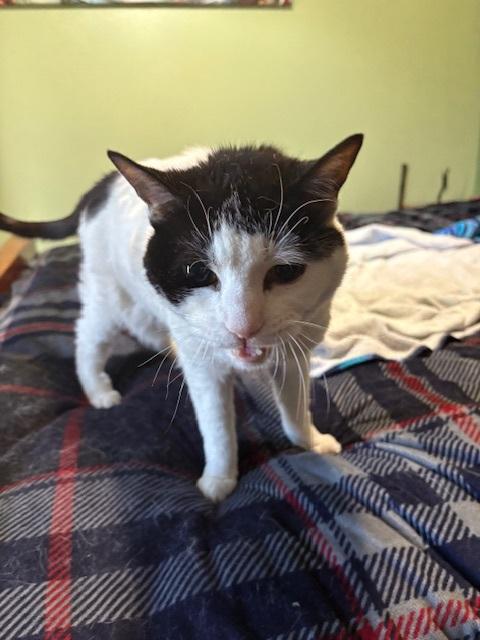 KITTY photo 2