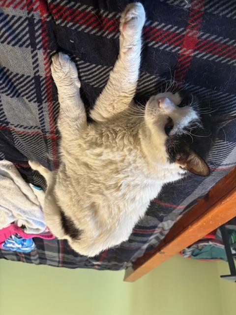 KITTY photo 3