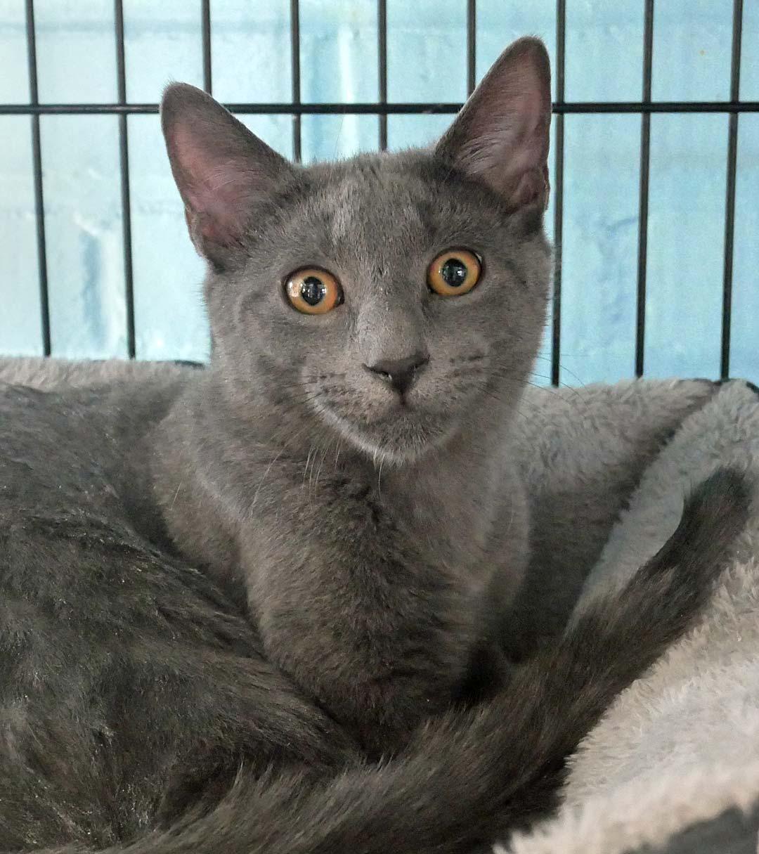 Chimera, ADOPTABLE, Kitten Male Domestic Short Hair & Russian Blue.