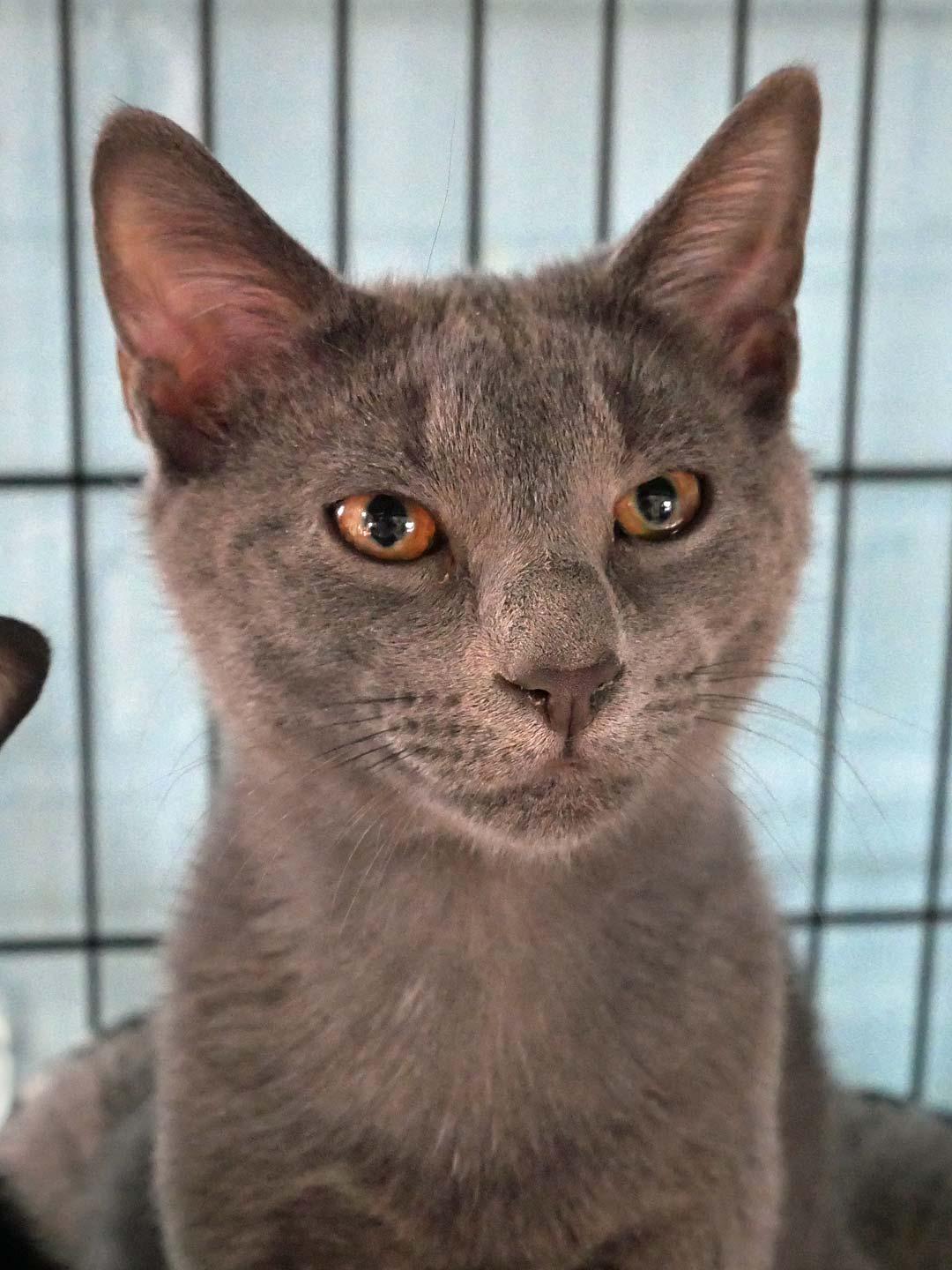 Enlarge Chimera, an adopted mixed breed in Bloomingdale, NJ image 3/3