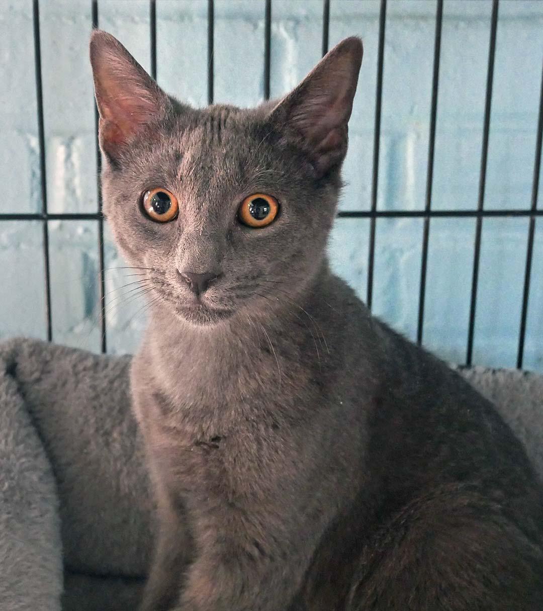 Enlarge Chimera, an adopted mixed breed in Bloomingdale, NJ image 2/3