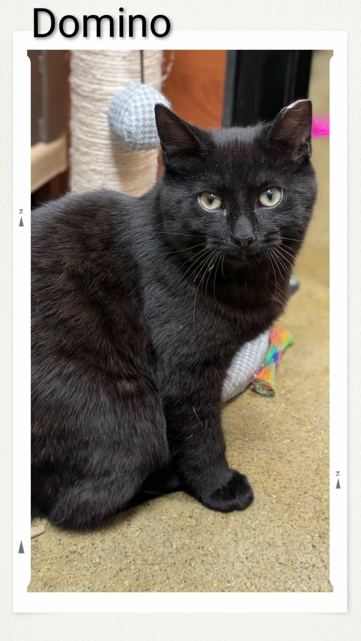 Enlarge Domino, a Adopted Domestic Short Hair in Caistor Centre, ON image 1/1
