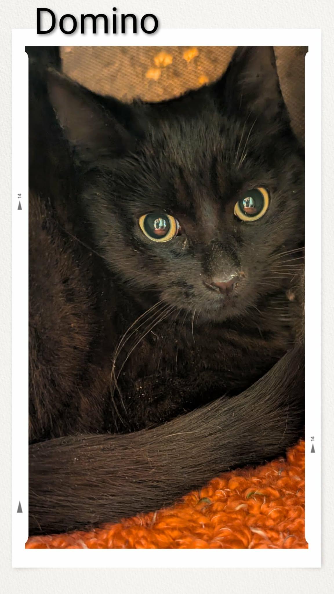 Enlarge Domino, a Adoptable Domestic Short Hair in Caistor Centre, ON image 1/1