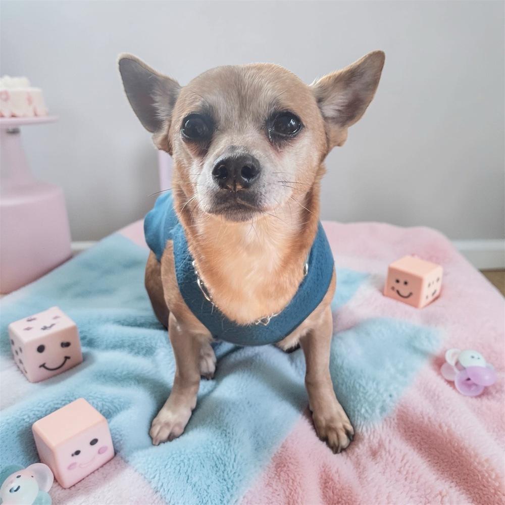 Atty, Adoptable, Senior Female Chihuahua.