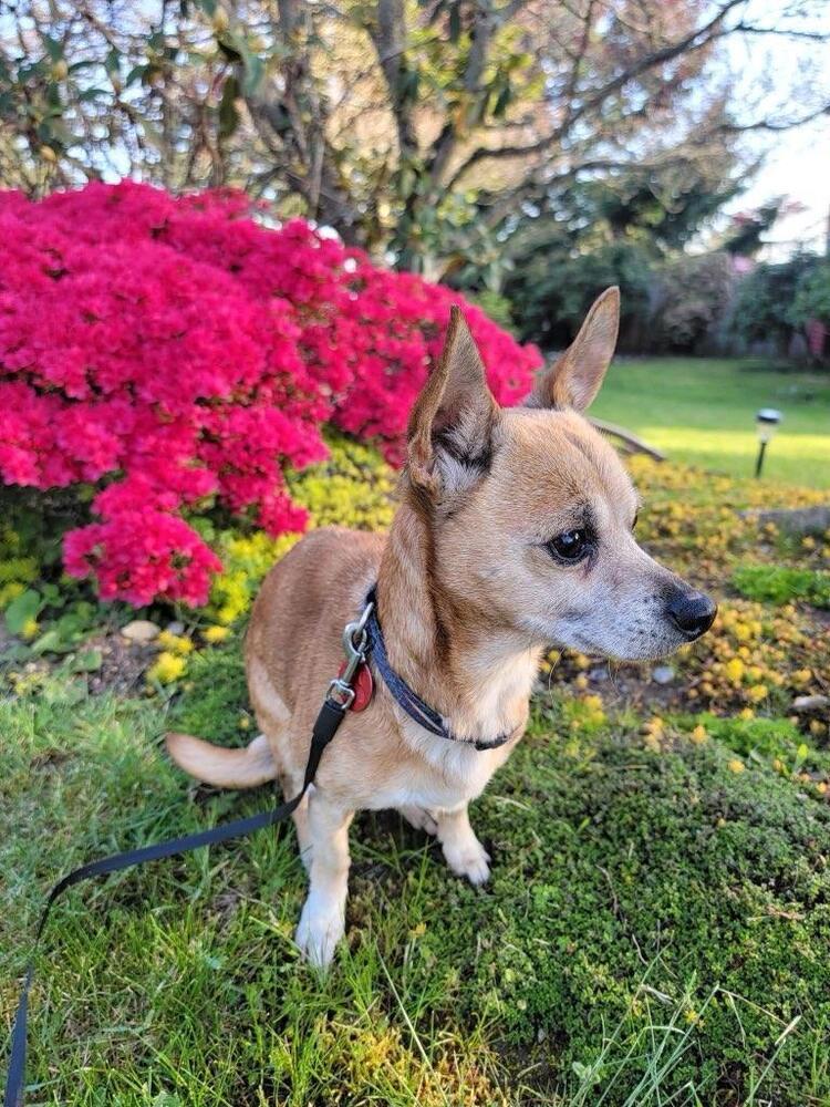 Enlarge Atty, a Adoptable mixed breed in Bellingham, WA image 2/5