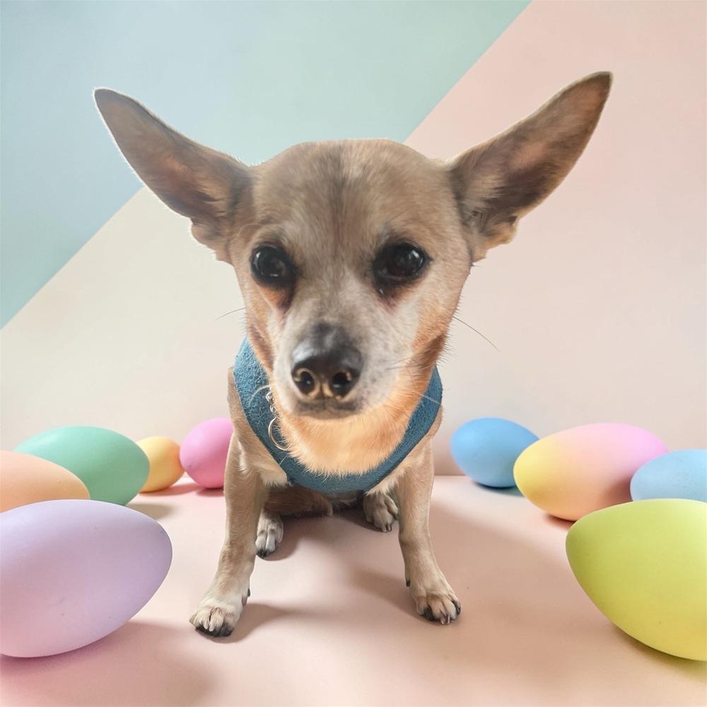 Enlarge Atty, a Adoptable mixed breed in Bellingham, WA image 3/5