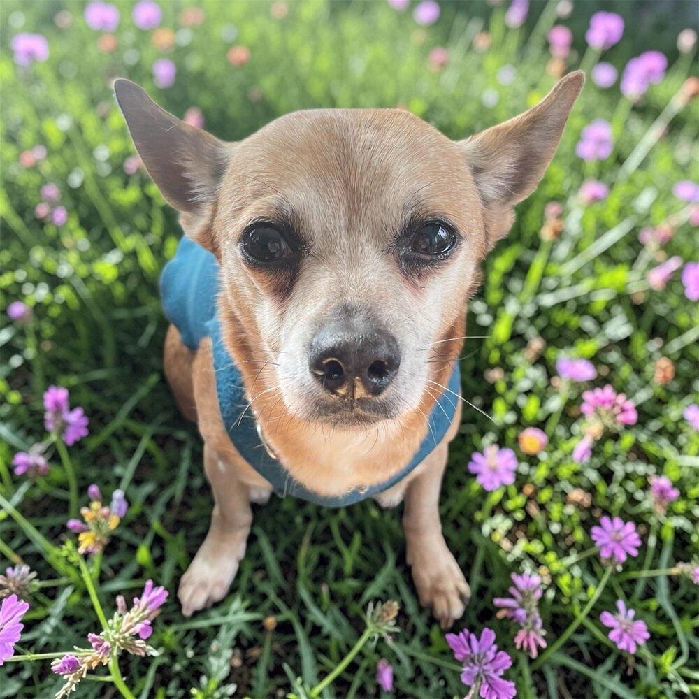 Enlarge Atty, a Adoptable mixed breed in Bellingham, WA image 4/5