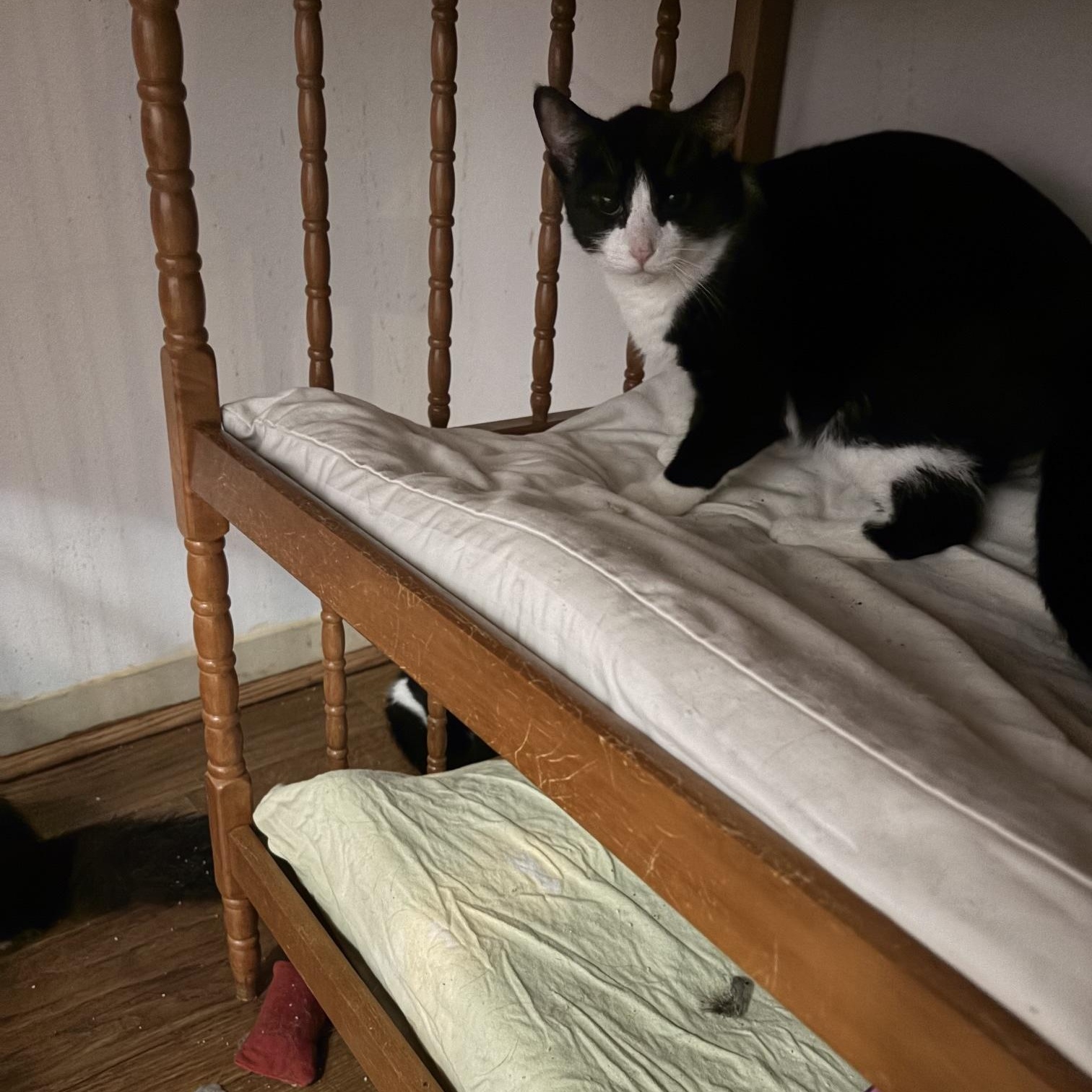 Valentino & Duke of Puffington - COURTESY POST, a Adoptable American Shorthair in Fowlerville, MI image 4/4