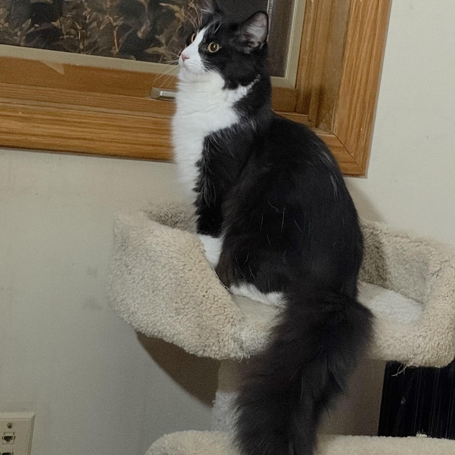 Valentino & Duke of Puffington - COURTESY POST, a Adoptable American Shorthair in Fowlerville, MI image 2/4