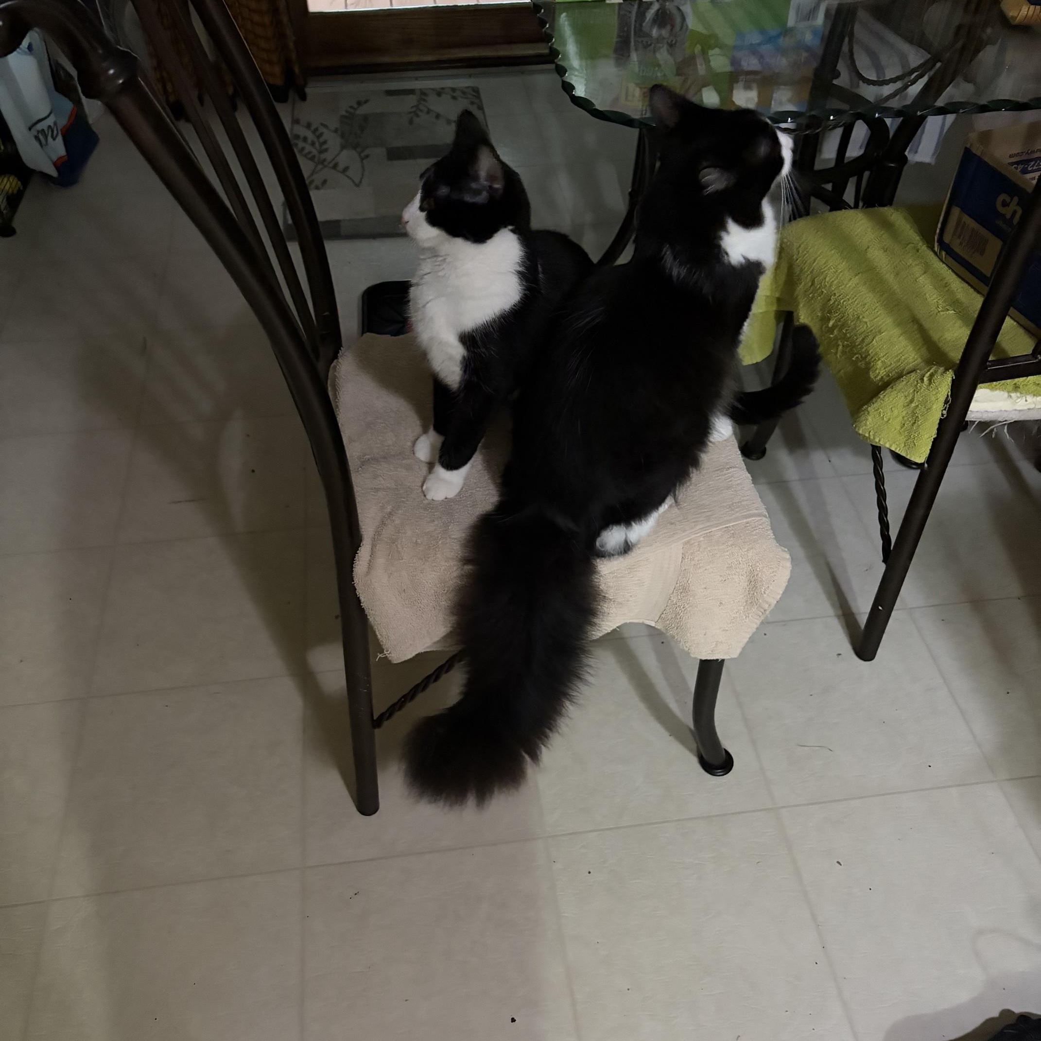 Valentino & Duke of Puffington - COURTESY POST, a Adoptable American Shorthair in Fowlerville, MI image 3/4