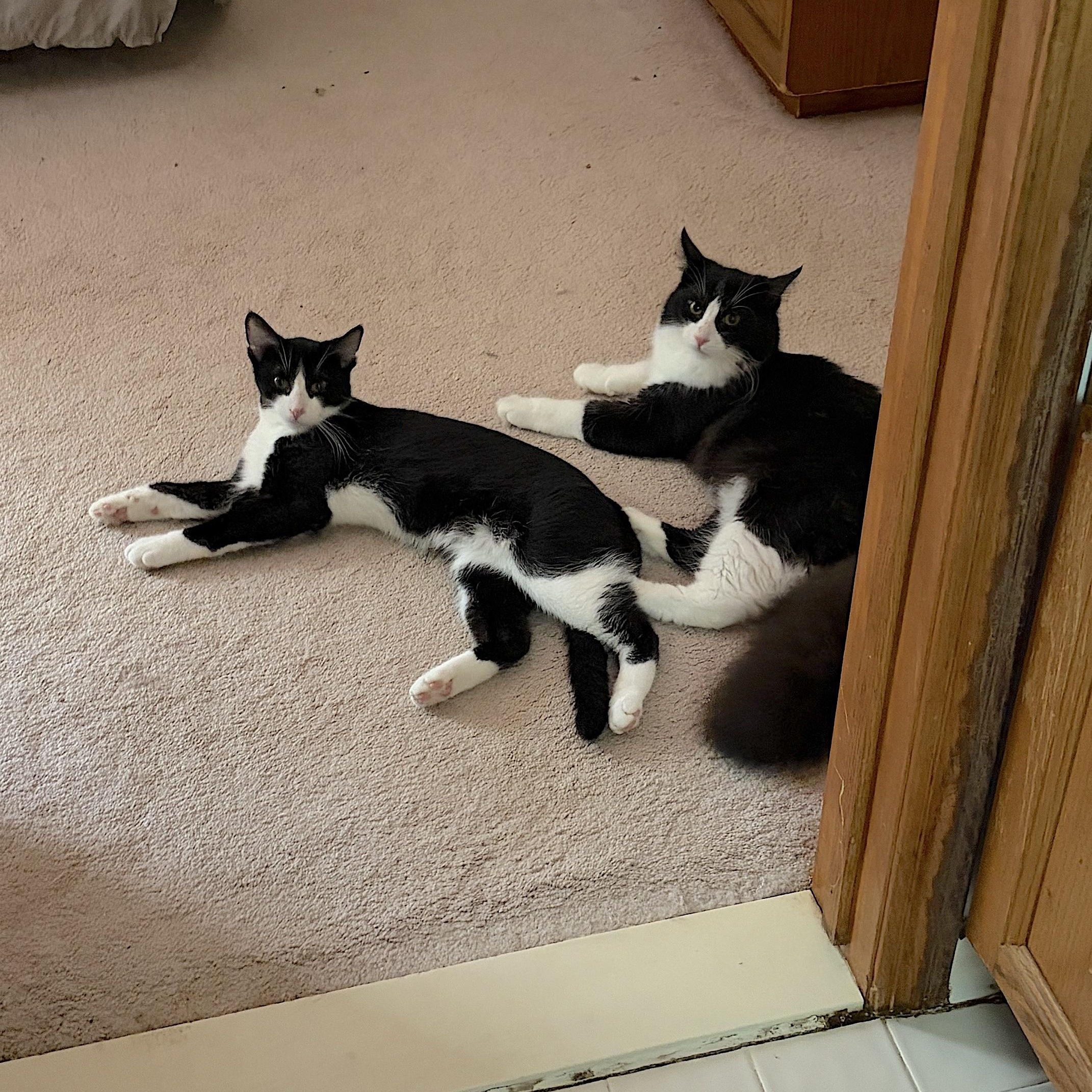 Valentino & Duke of Puffington - COURTESY POST, Adoptable, Young Male American Shorthair.