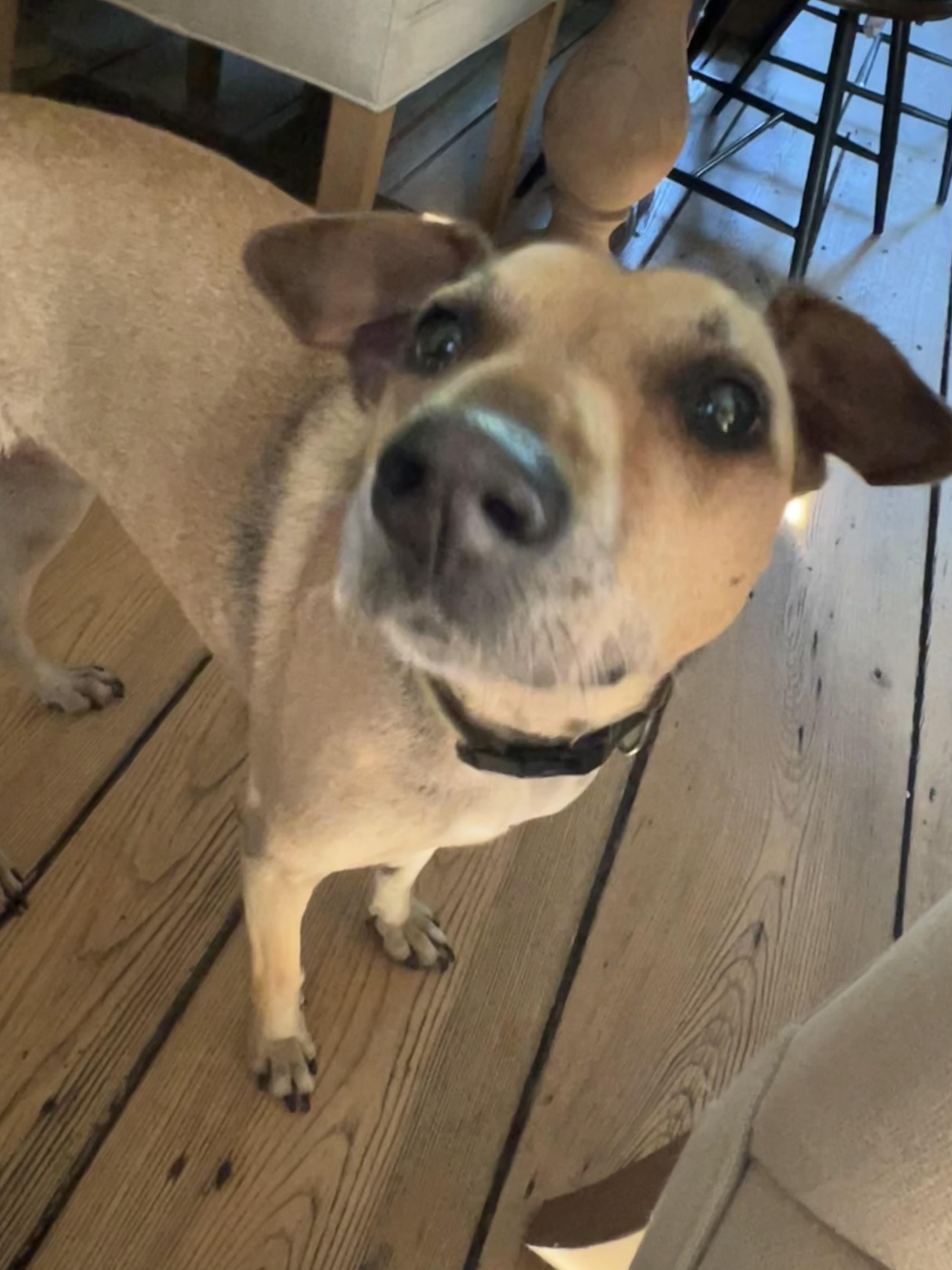 Enlarge Sadie, a Adoptable Ibizan Hound in Sheffield, MA image 1/4