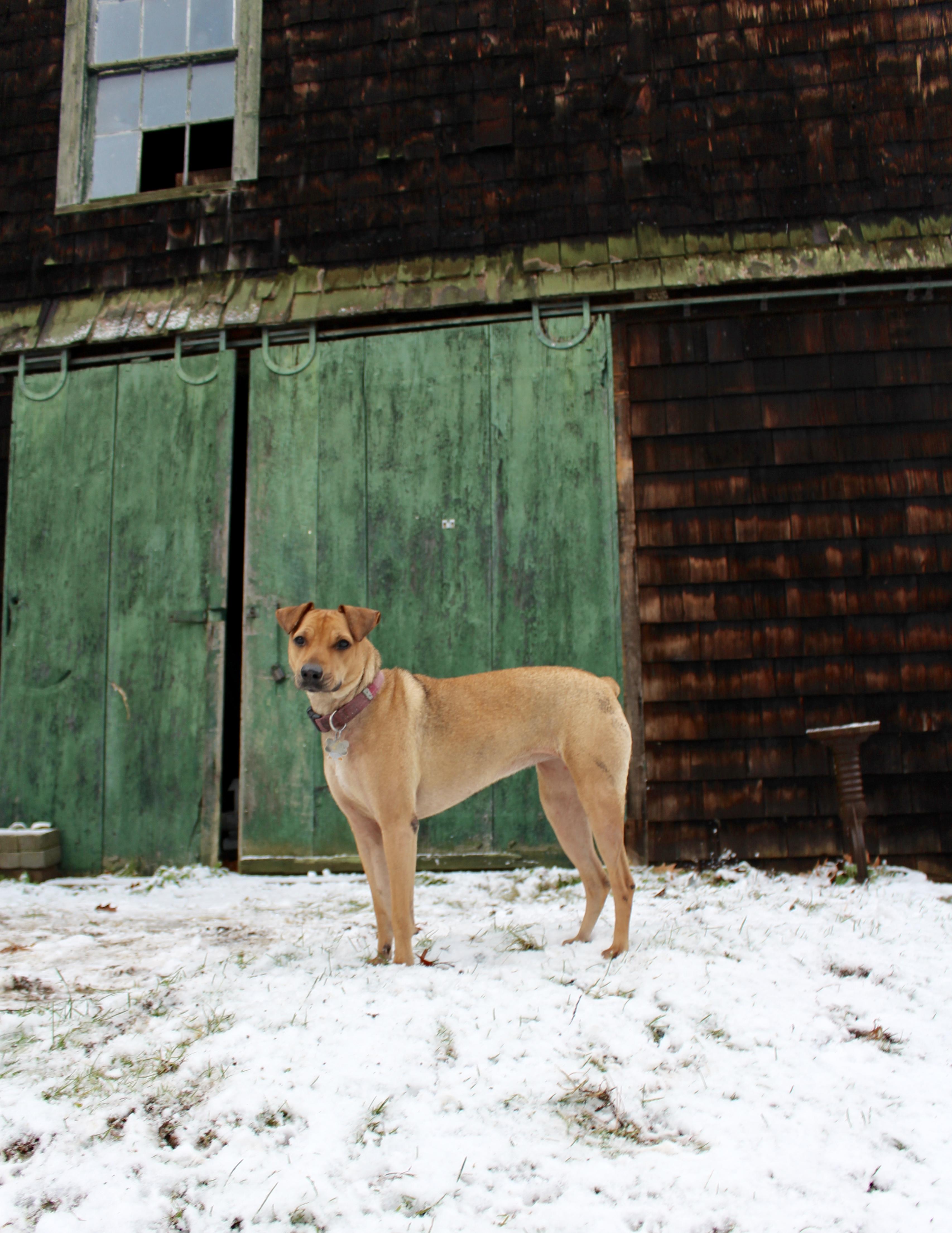 Enlarge Sadie, a Adoptable Ibizan Hound in Sheffield, MA image 3/4