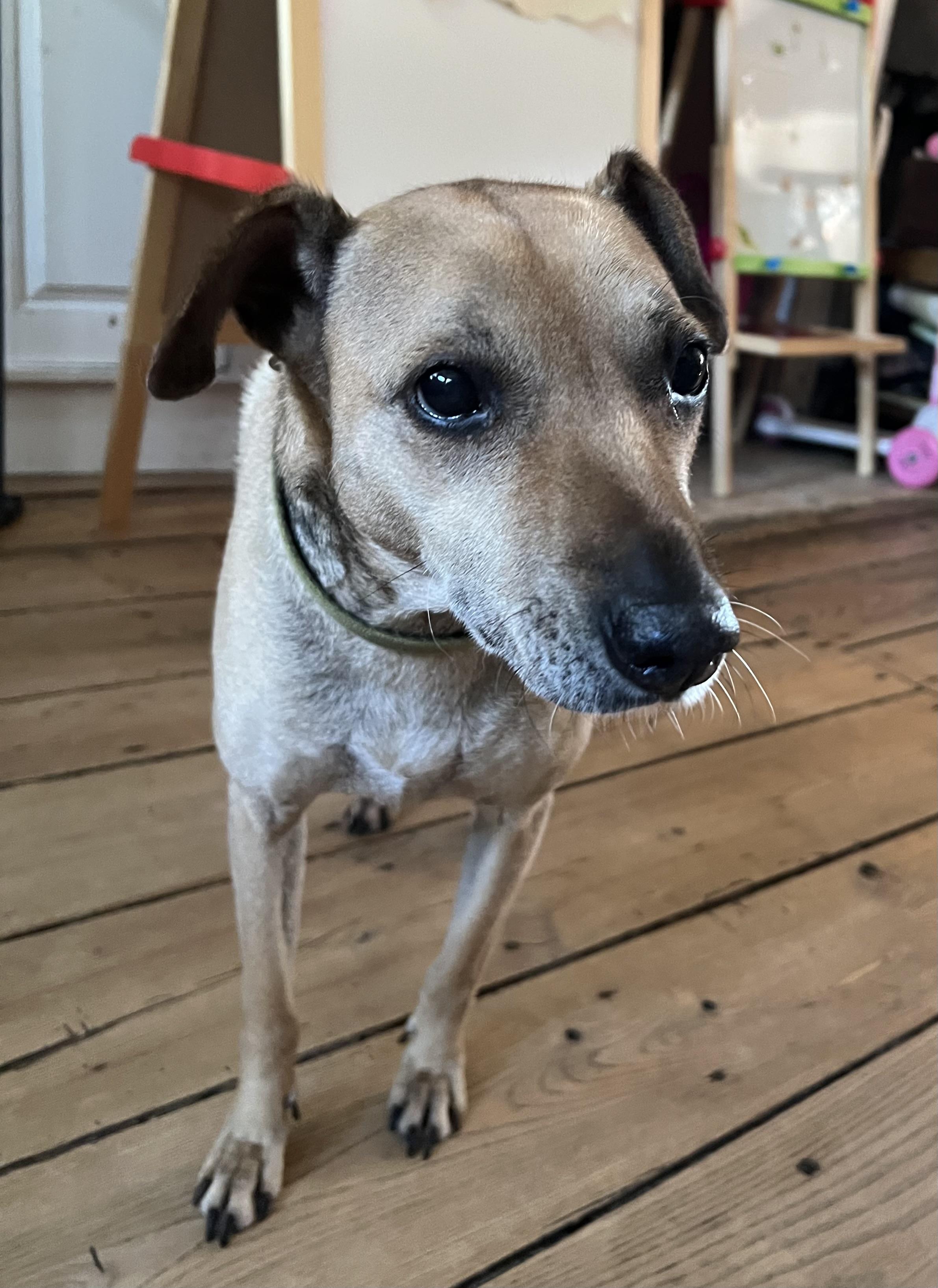 Enlarge Sadie, a Adoptable Ibizan Hound in Sheffield, MA image 2/4