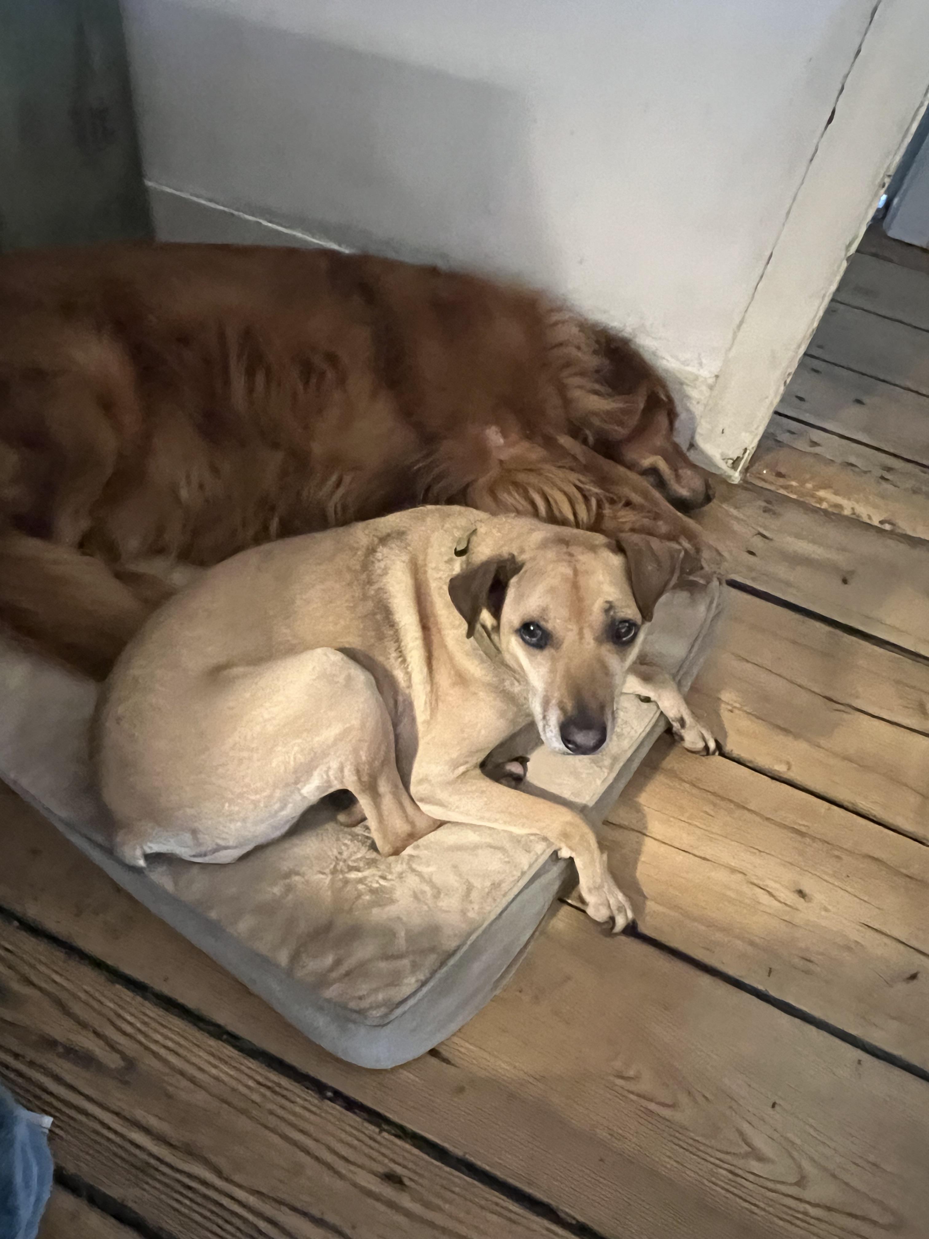 Enlarge Sadie, a Adoptable Ibizan Hound in Sheffield, MA image 4/4