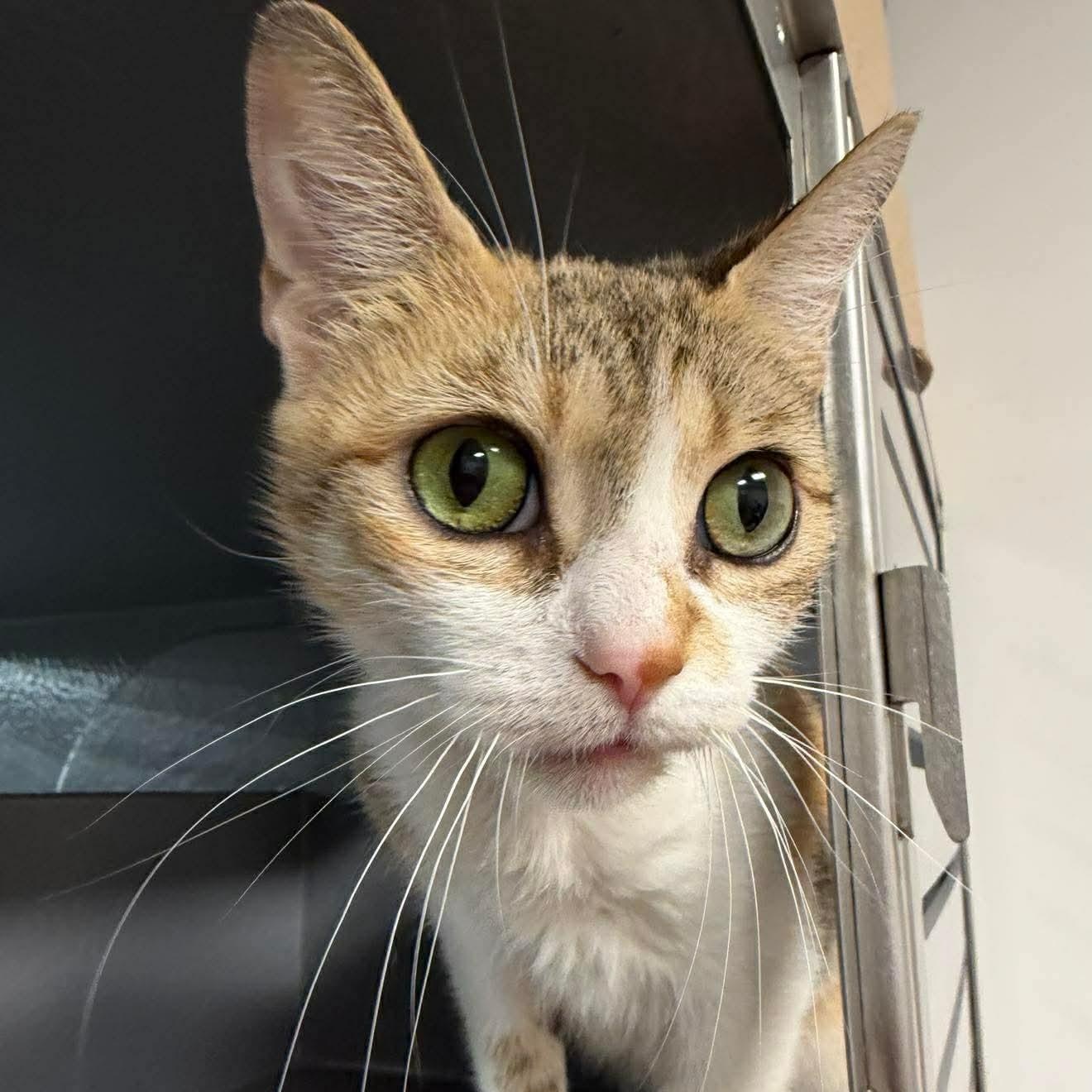 Aurendel, an adopted Domestic Short Hair in Oldsmar, FL image 2/2