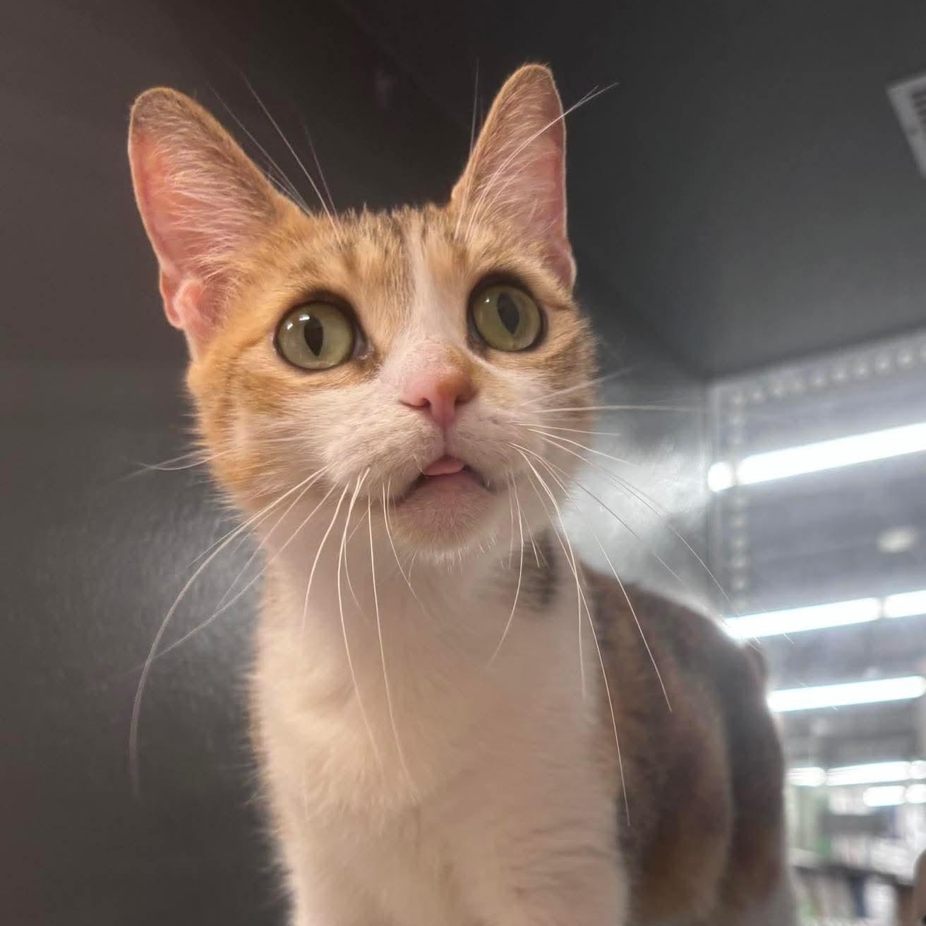Aurendel, adopted, Adult Female Domestic Short Hair.