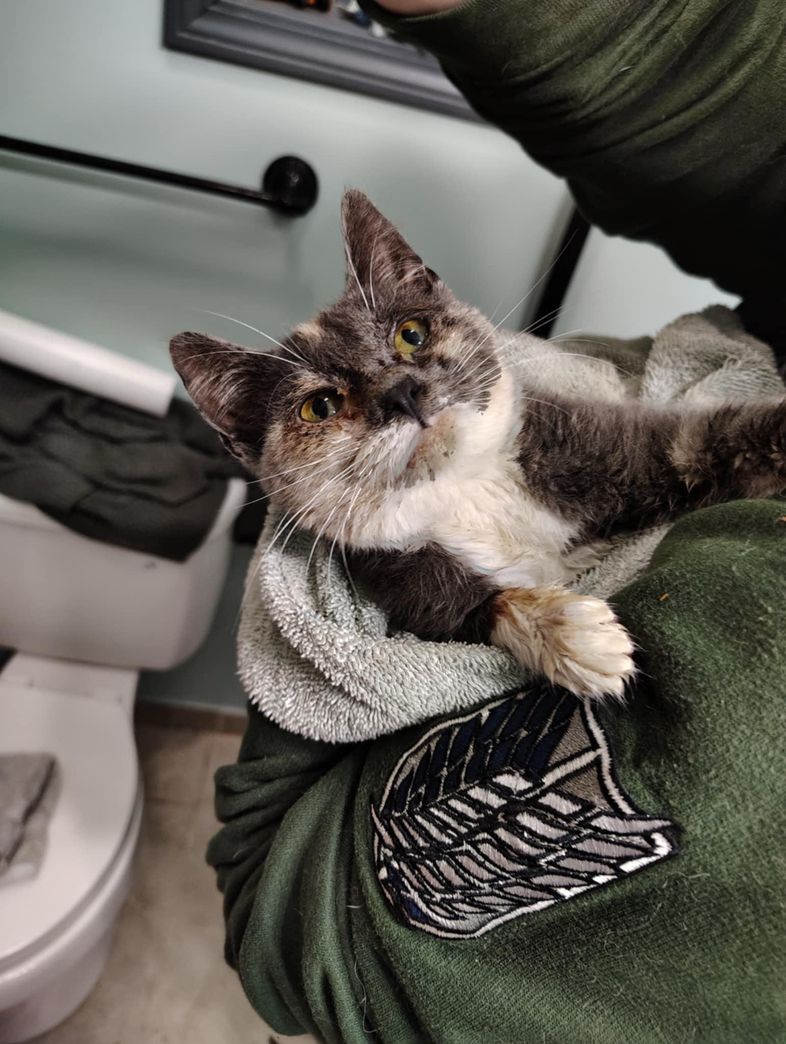 Enlarge Dixie, a Adoptable Domestic Short Hair in LITTLE MOUNTAIN, SC image 1/2