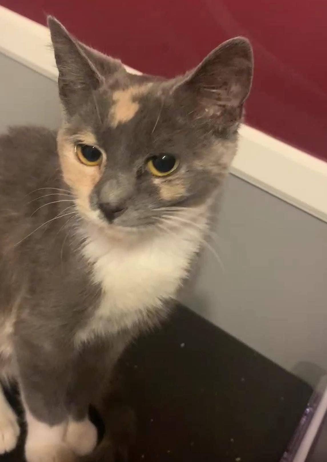 Enlarge Dixie, a Adoptable Domestic Short Hair in LITTLE MOUNTAIN, SC image 2/2