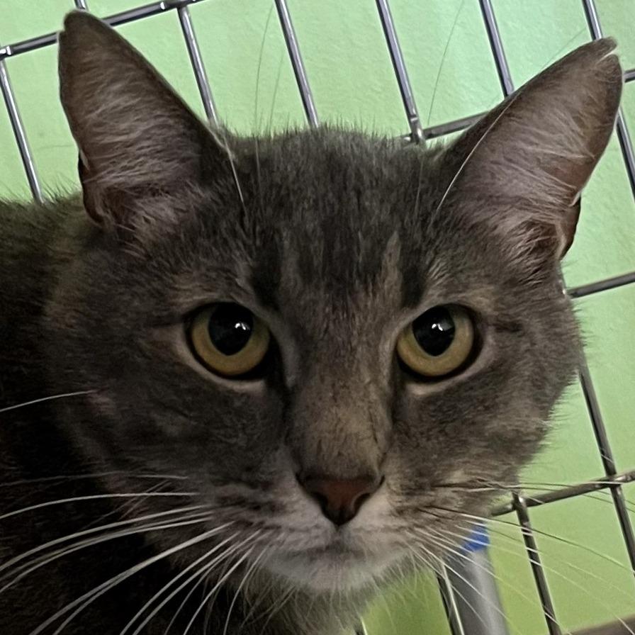 Mac, a Adoptable Domestic Short Hair in Shawnee, KS image 1/5