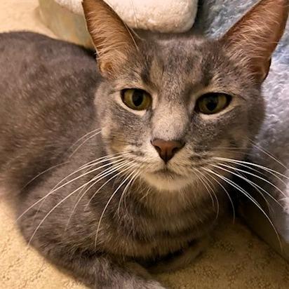 Enlarge Mac, a Adoptable Domestic Short Hair in Shawnee, KS image 2/6