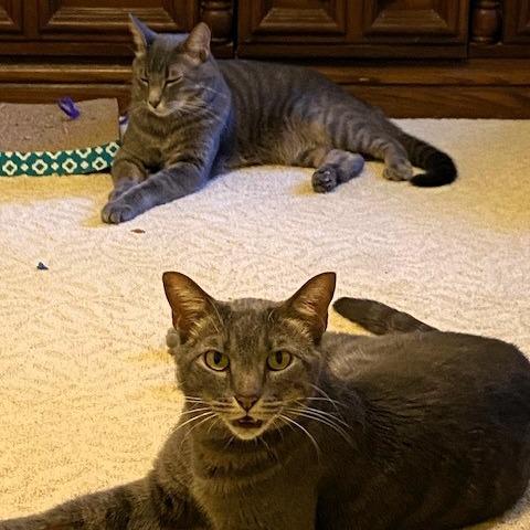Enlarge Mac, a Adoptable Domestic Short Hair in Shawnee, KS image 3/6
