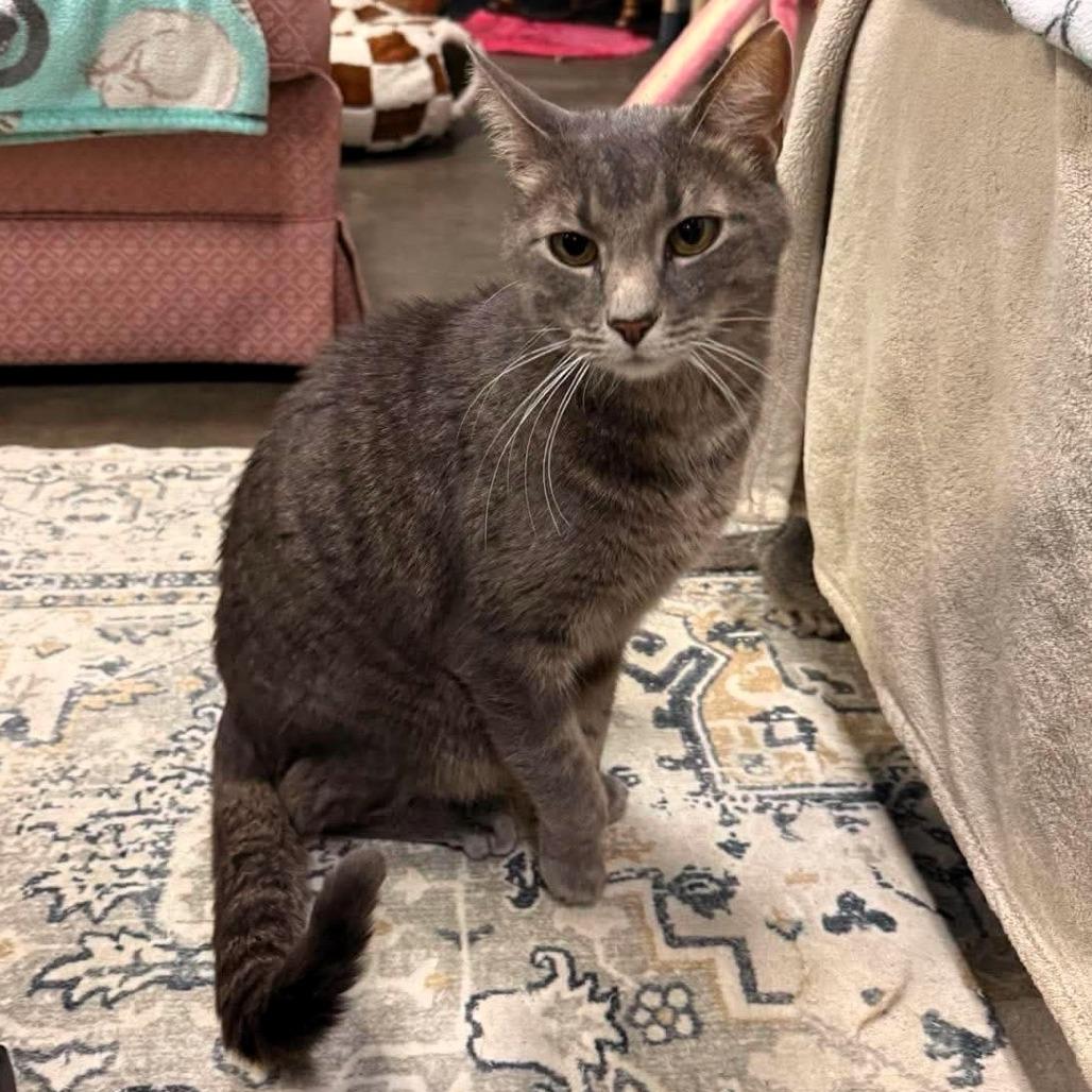 Mac, a Adoptable Domestic Short Hair in Shawnee, KS image 2/5