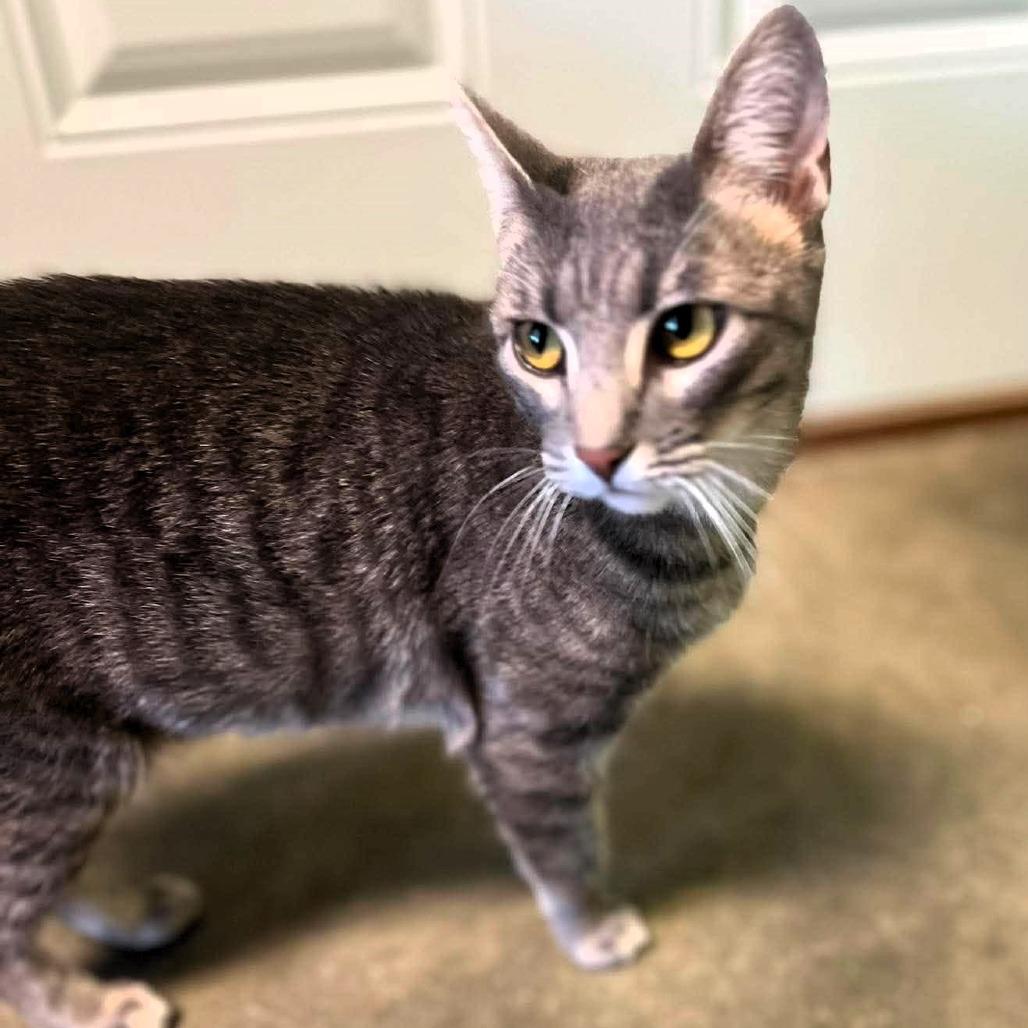 Mac, a Adoptable Domestic Short Hair in Shawnee, KS image 3/5
