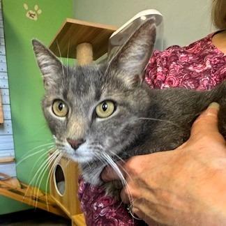 Mac, a Adoptable Domestic Short Hair in Shawnee, KS image 4/5