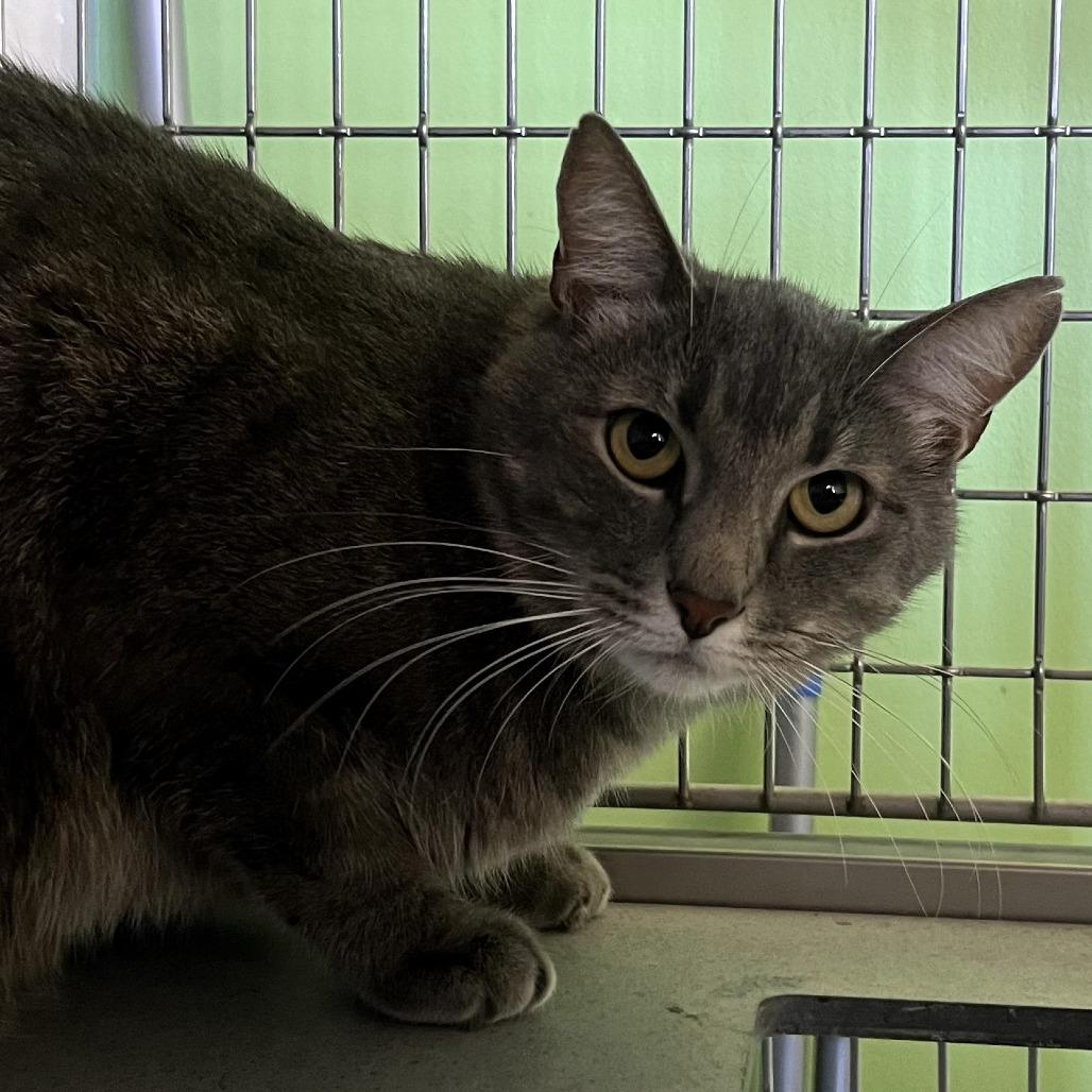 Mac, a Adoptable Domestic Short Hair in Shawnee, KS image 5/5