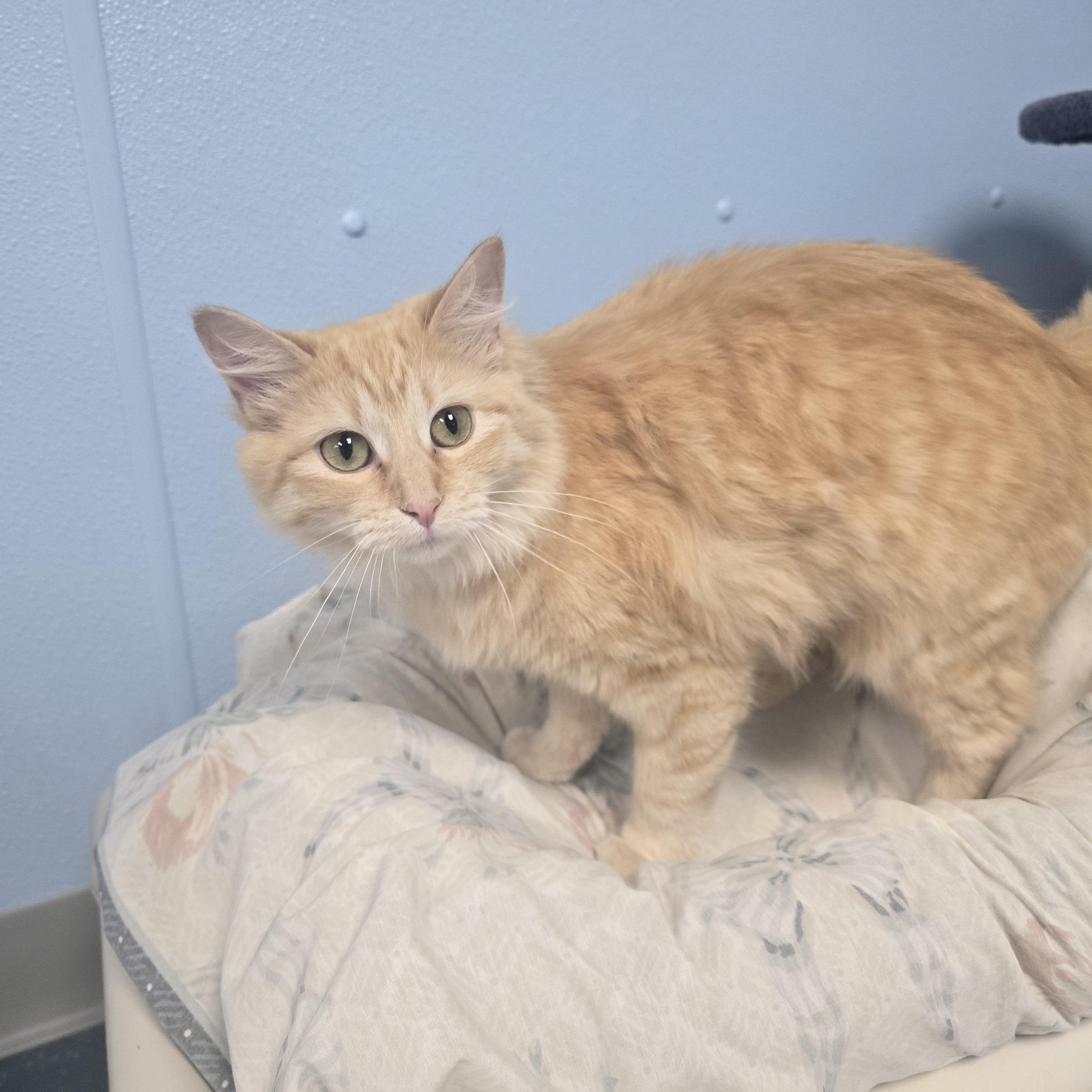 Enlarge Butterball, a ADOPTABLE Domestic Long Hair in Farmington, MO image 2/2