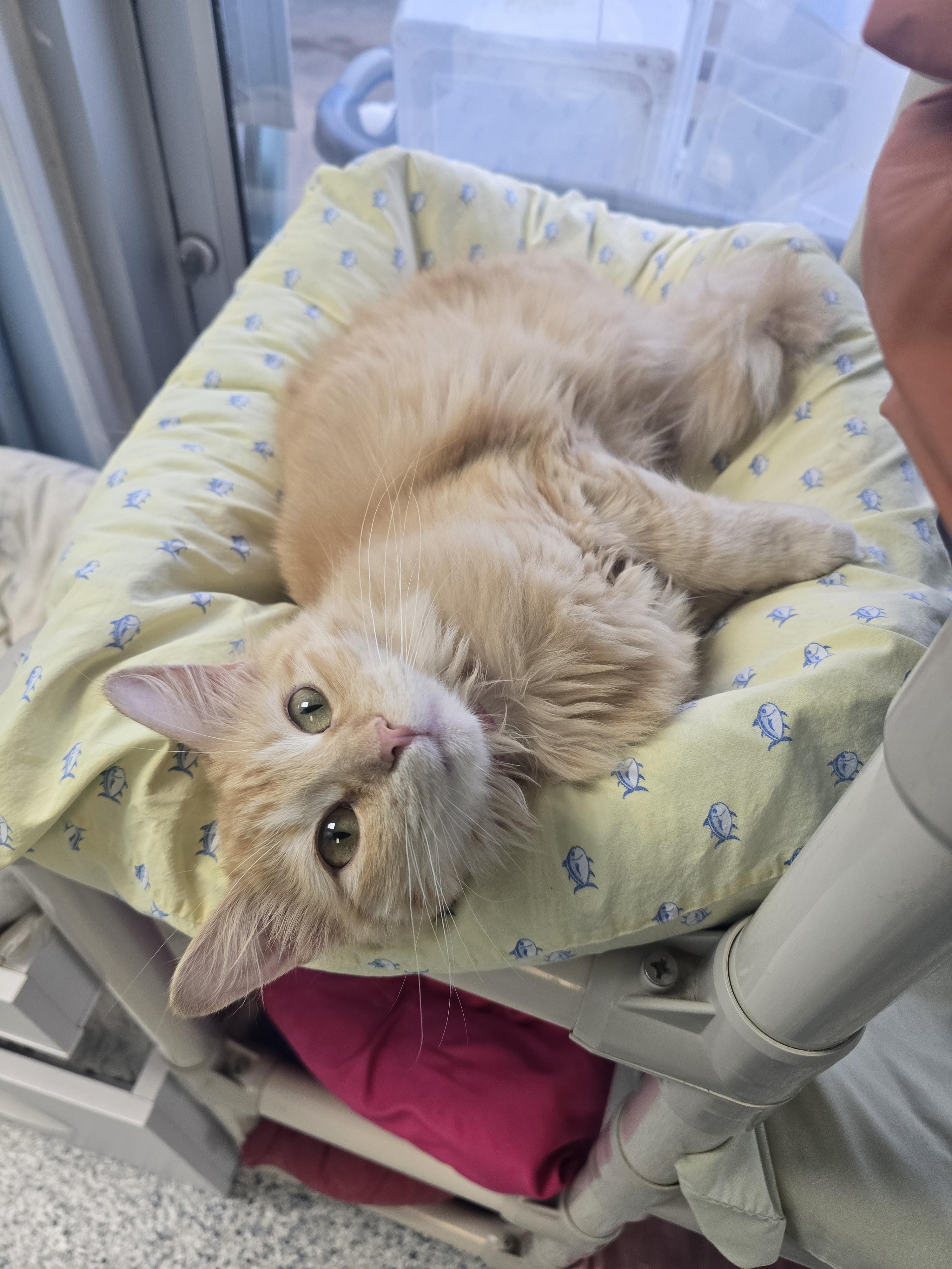 Butterball, ADOPTABLE, Young Female Domestic Long Hair.