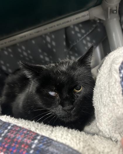 Celeste, Adoptable, Adult Female Domestic Short Hair & Domestic Short Hair.