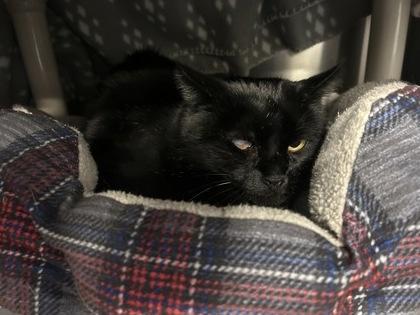 Celeste, a Adoptable mixed breed in Scotia, NY image 2/3