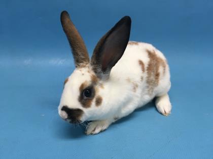 Oval, Adoptable, Baby Female Mini Rex.