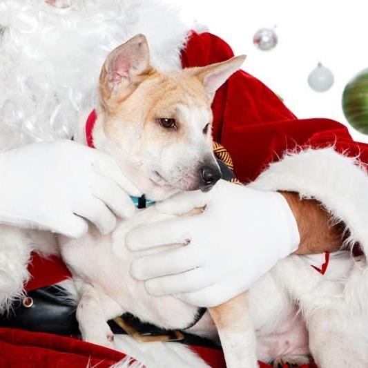 Enlarge Dad Bod, a Adoptable Mixed Breed in Fredericksburg, VA image 1/6