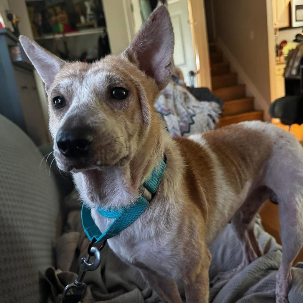 Enlarge Dad Bod, a Adoptable Mixed Breed in Fredericksburg, VA image 2/6