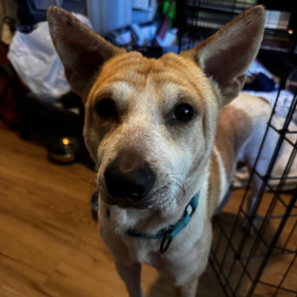 Enlarge Dad Bod, a Adoptable Mixed Breed in Fredericksburg, VA image 4/6